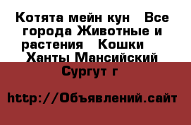 Котята мейн кун - Все города Животные и растения » Кошки   . Ханты-Мансийский,Сургут г.